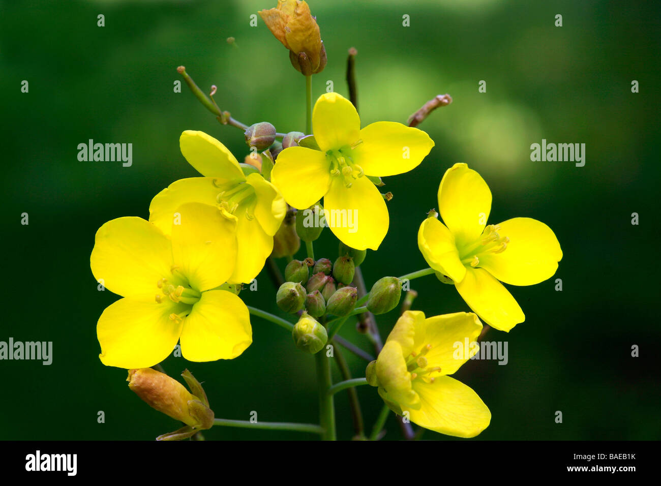 Diplotaxis tenuifolia Stock Photo
