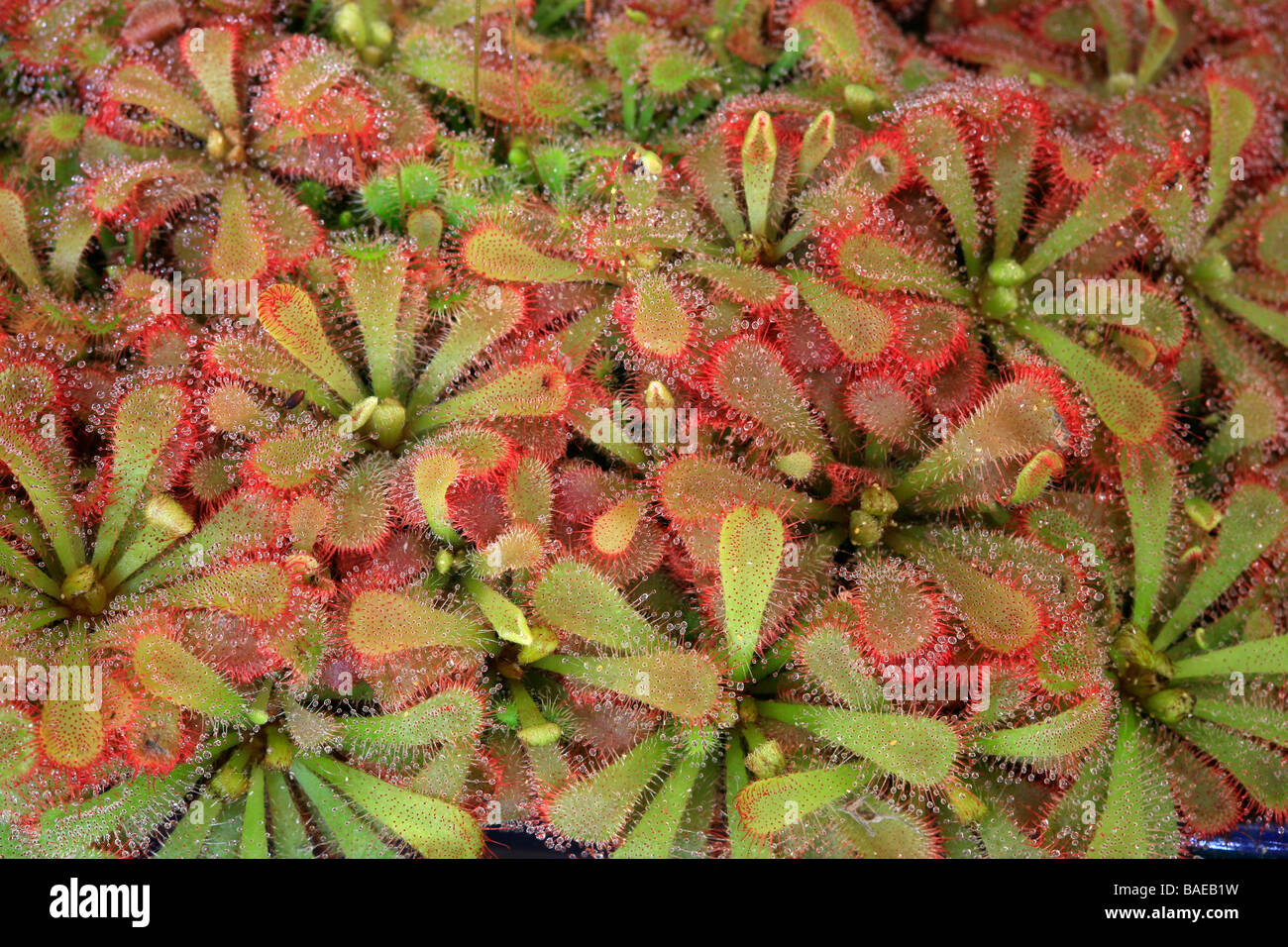 Drosera natalensis Stock Photo