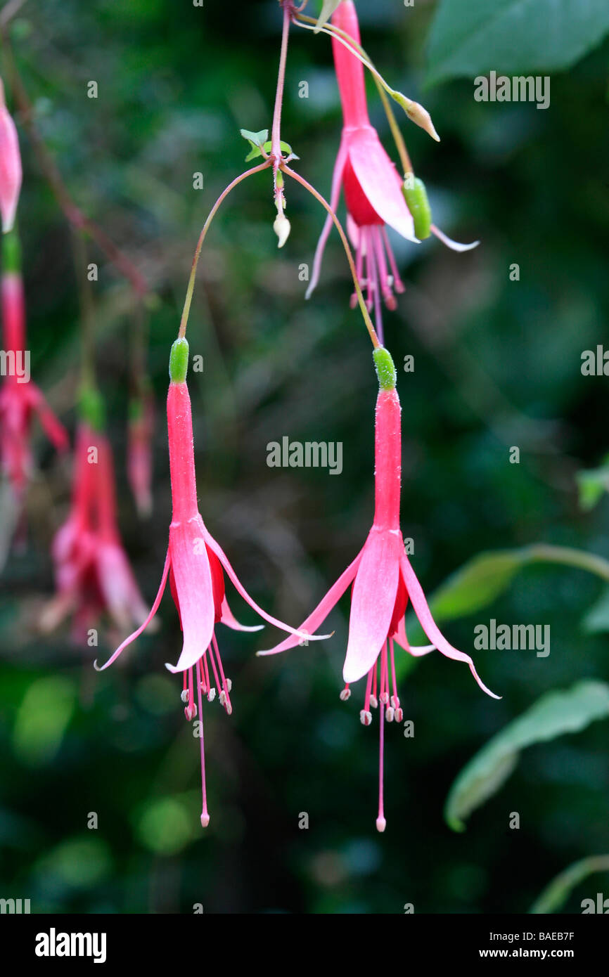 Fuchsia hybrida Stock Photo