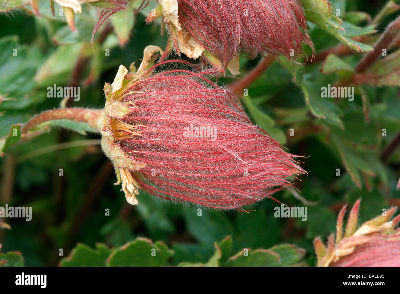 Geum reptans Stock Photo