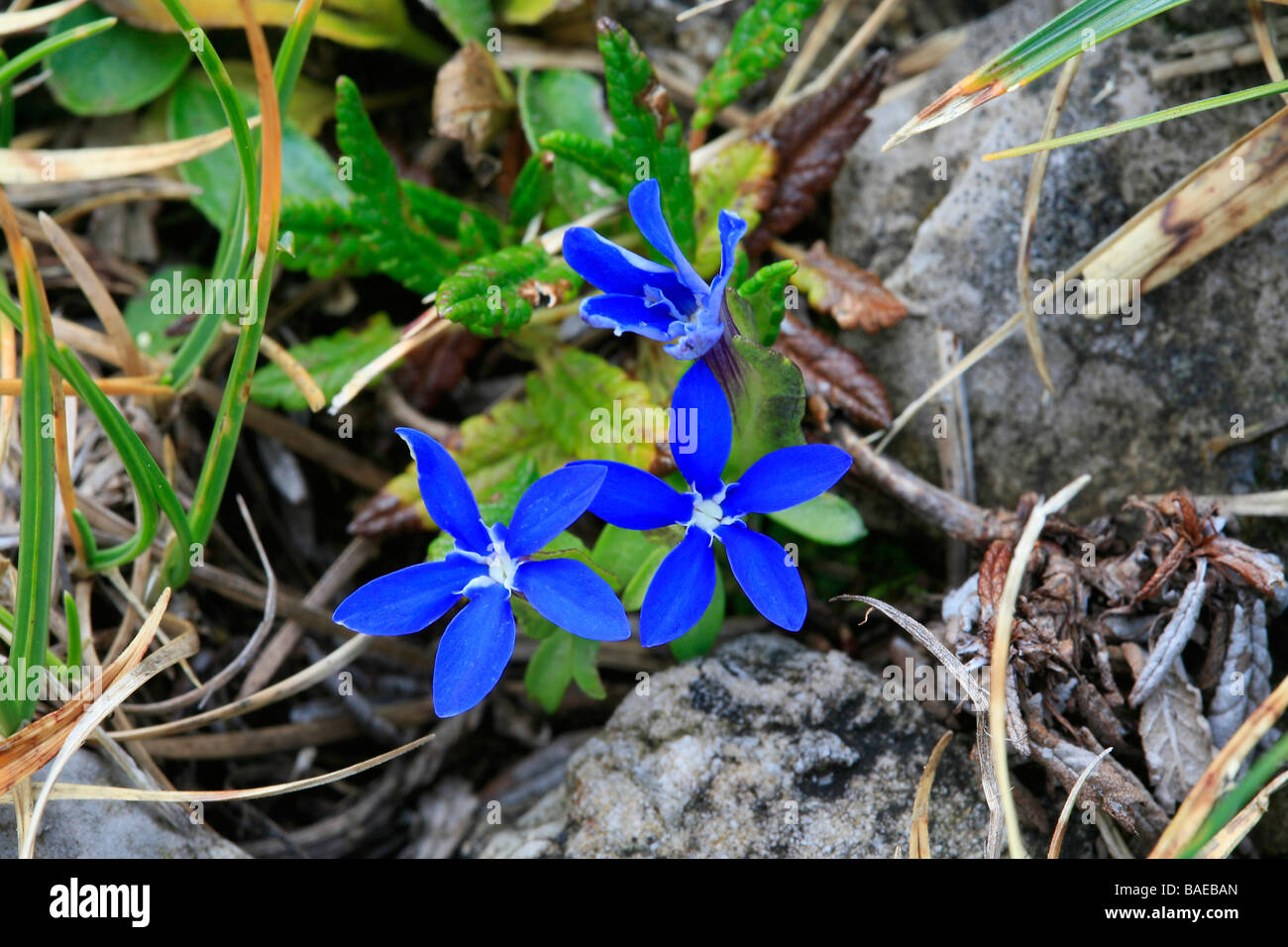 Gentiana nivalis Stock Photo
