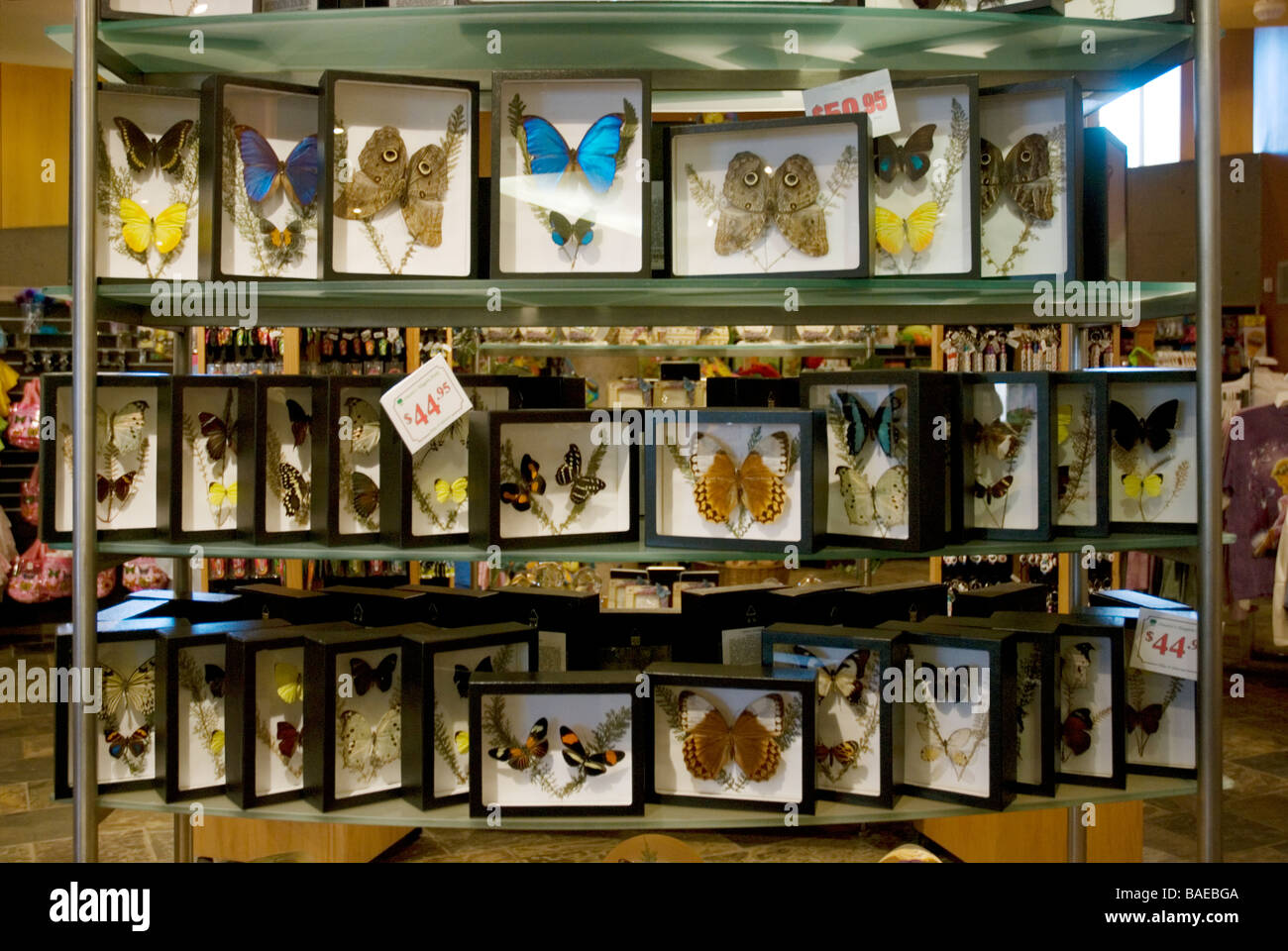 Butterfly Conservatory store Niagara Falls Ontario Canada Stock Photo
