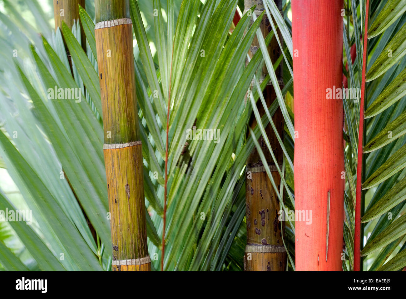 Singapore, Singapore Botanic Gardens, Palm Cyrtostachys Renda (sealing wax palm) Stock Photo