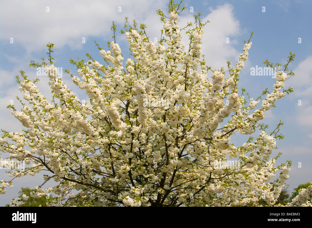 Ornamental Cherry Tree With White Springtime spring Blossom Prunus Stock Photo