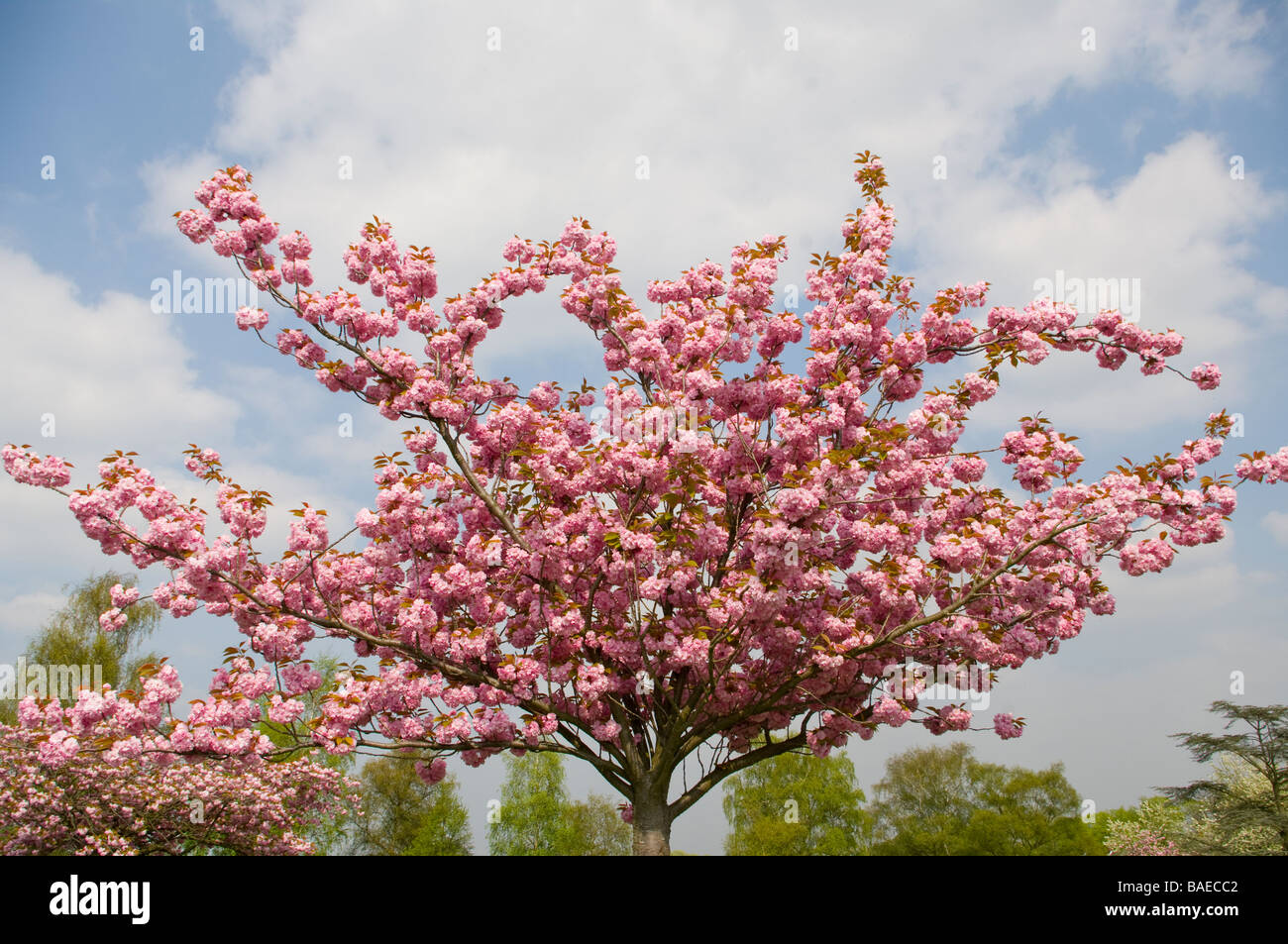 Ornamental Cherry Tree With Pink Springtime spring Blossom Prunus Stock Photo