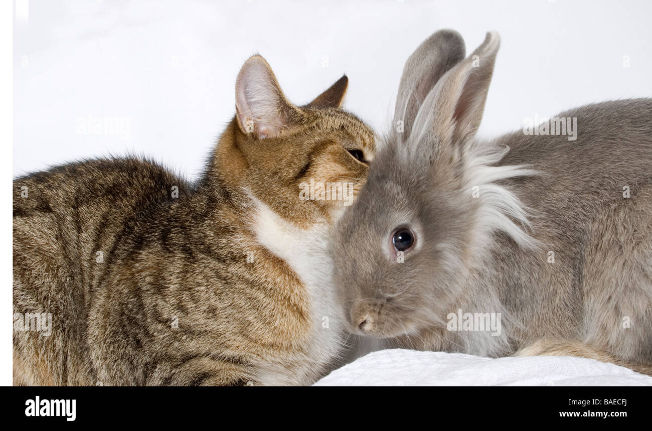 portrait of young grey cross lionhead rabbit and tabby cat playing