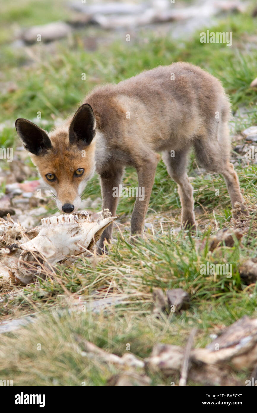 Red Fox Skull Hi Res Stock Photography And Images Alamy