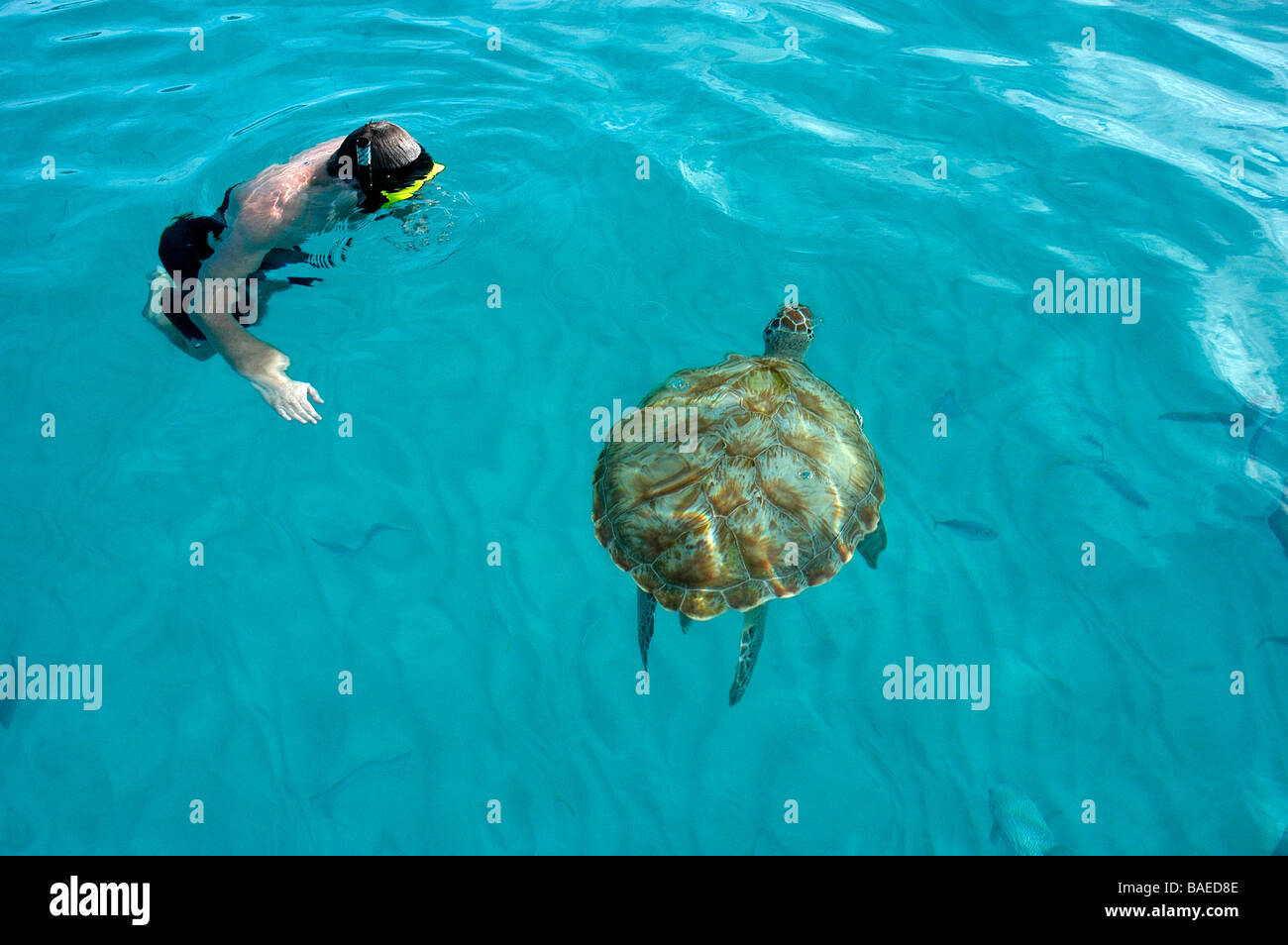A man in a snorkel and mask swims with turtles of the coast of St Lucia ...