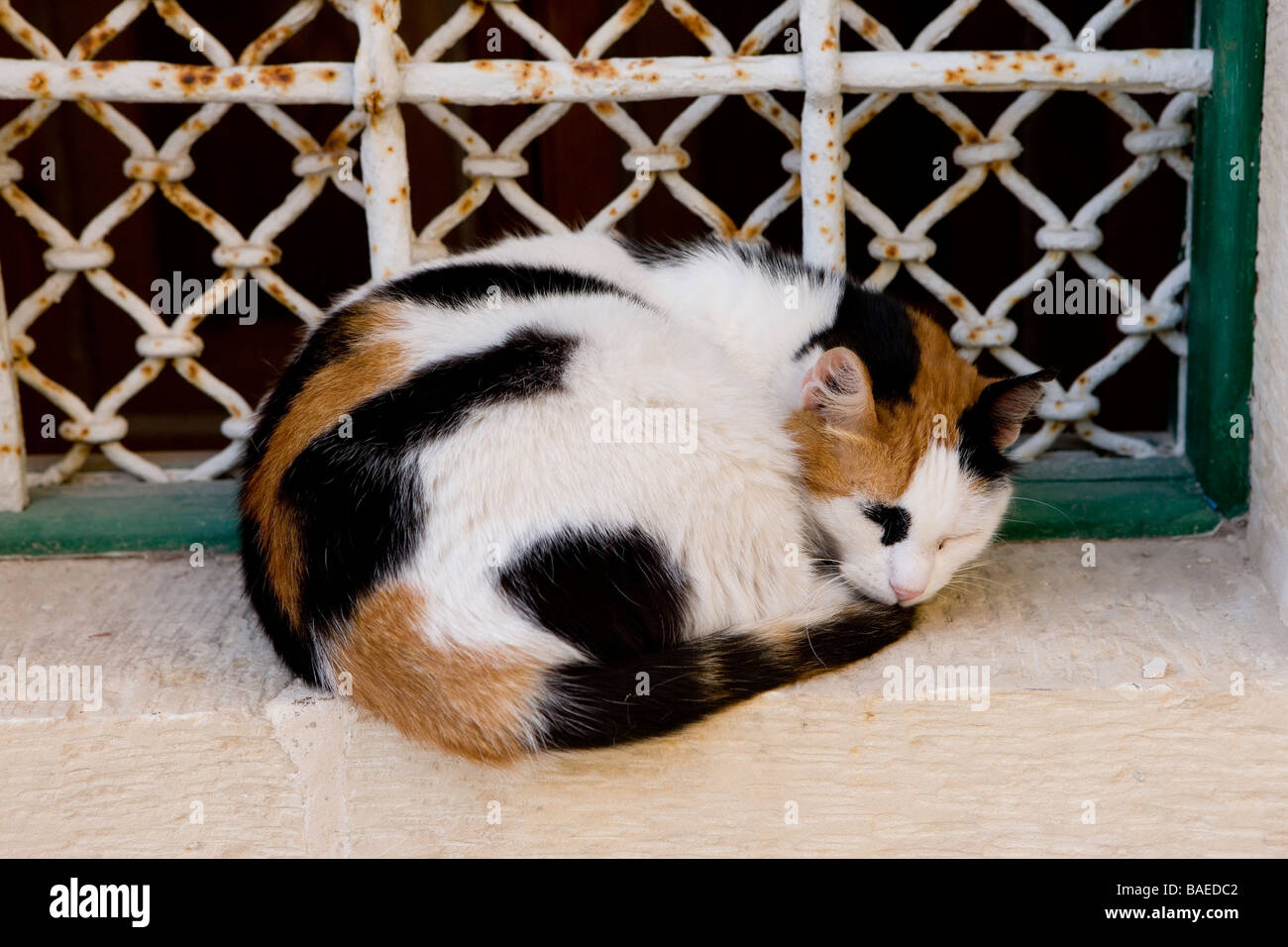 Malta, Mdina, the heart of the old colonial city, sleeping cat Stock Photo