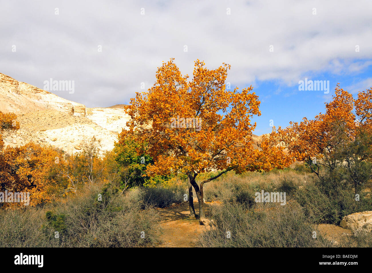 Israel Negev Desert a lone deciduous tree displaying autumn colours Stock Photo