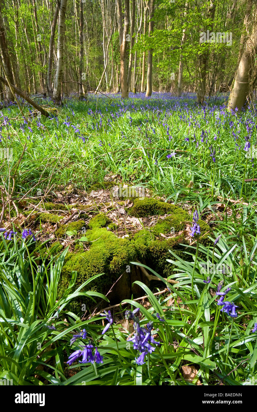 A carpet of bluebells cover the floor of an area of English woodland with a moss covered tree stump in the foreground Stock Photo