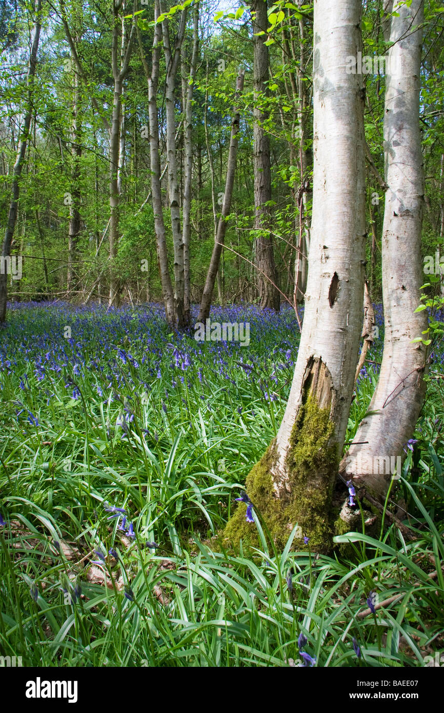 A carpet of bluebells cover the floor of an area of woodland with a silver birch tree in the foreground Stock Photo