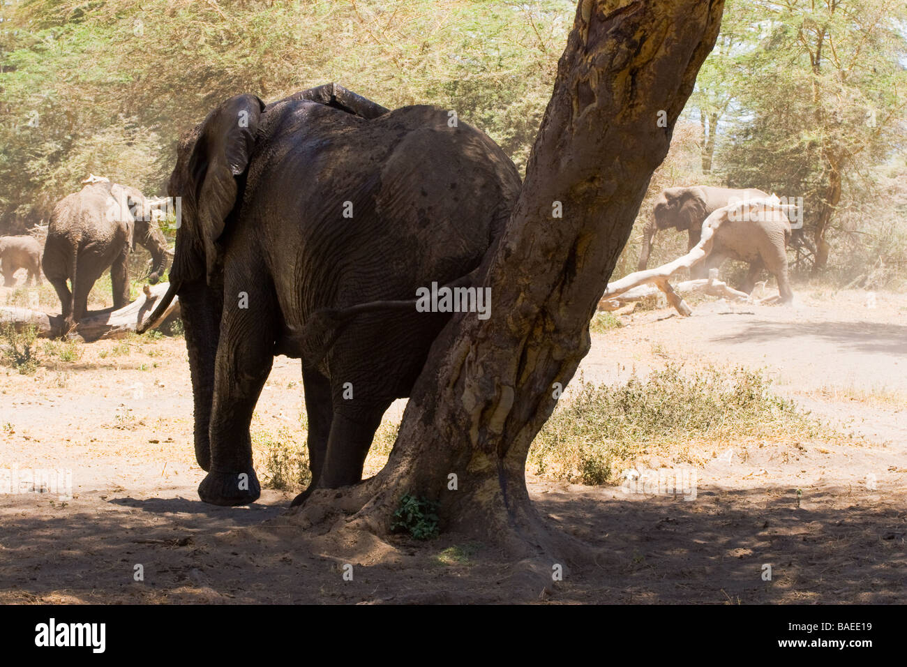 Elephant scratching against tree Stock Photo Alamy
