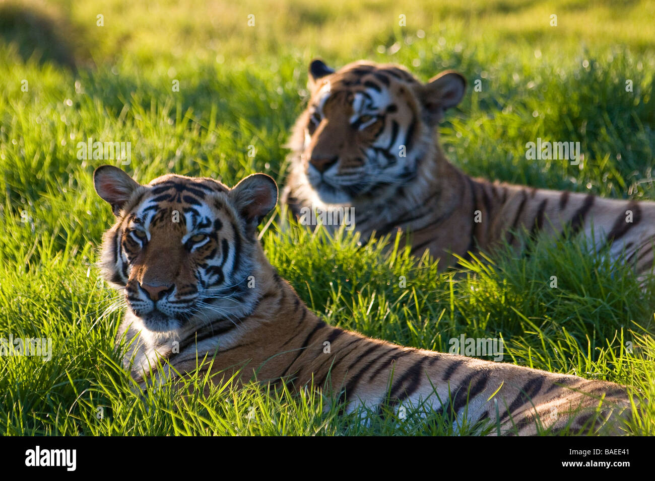 Tigers in the sunset in Kwantu Game Reserve, South African Republic. Stock Photo