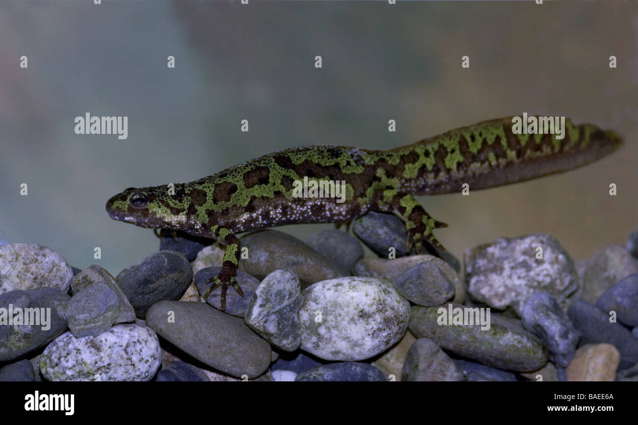 Marbled Newt 'Triturus marmoratus'.Male under water clinging to river gravel. Stock Photo
