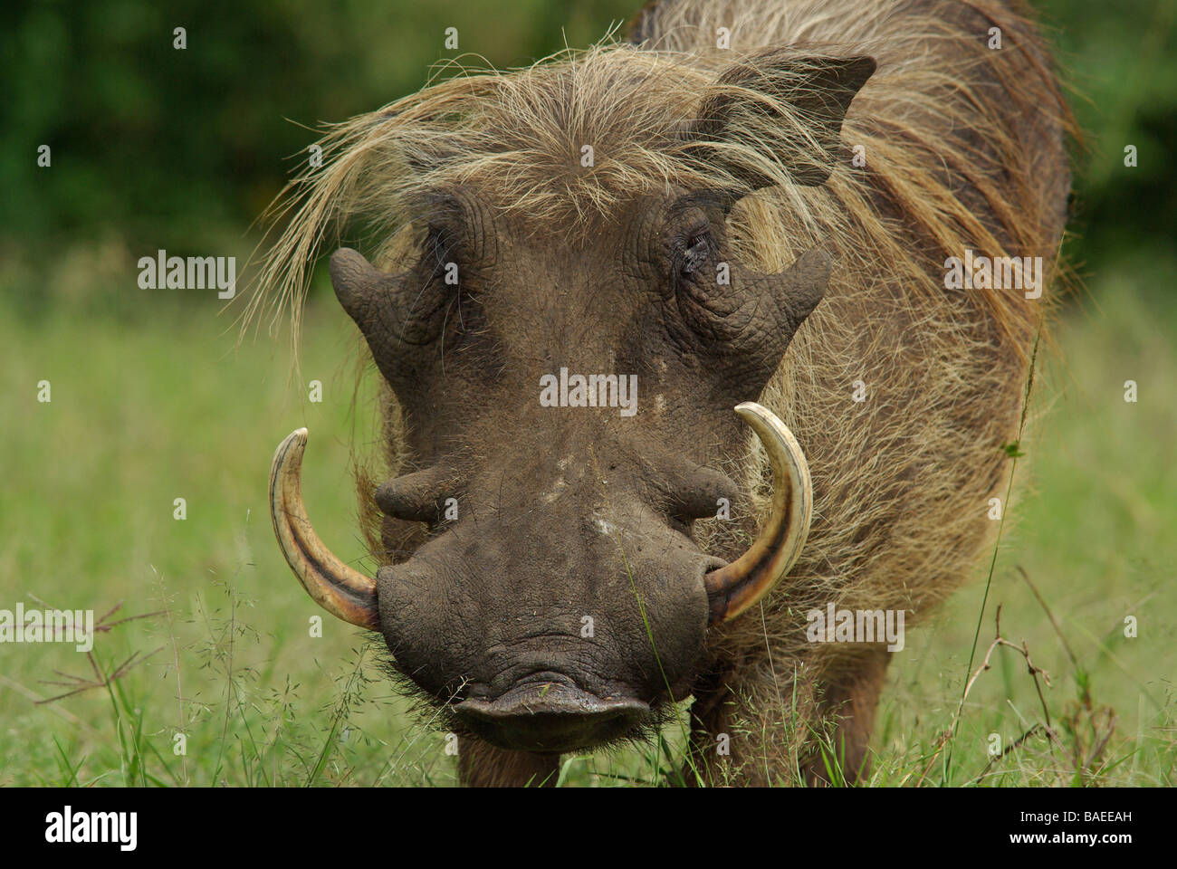 Warthog - Phacochoerus aethiopicus Stock Photo