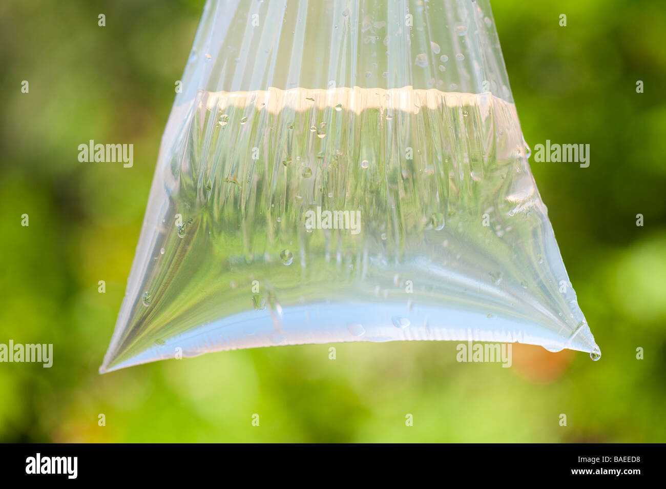 plastic bag of water Stock Photo Alamy