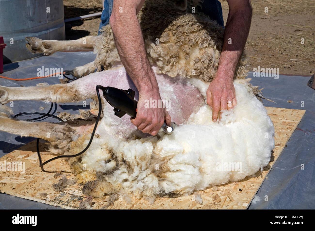 USA OREGON A sheep shearer shears the wool from a large sheep on a farm