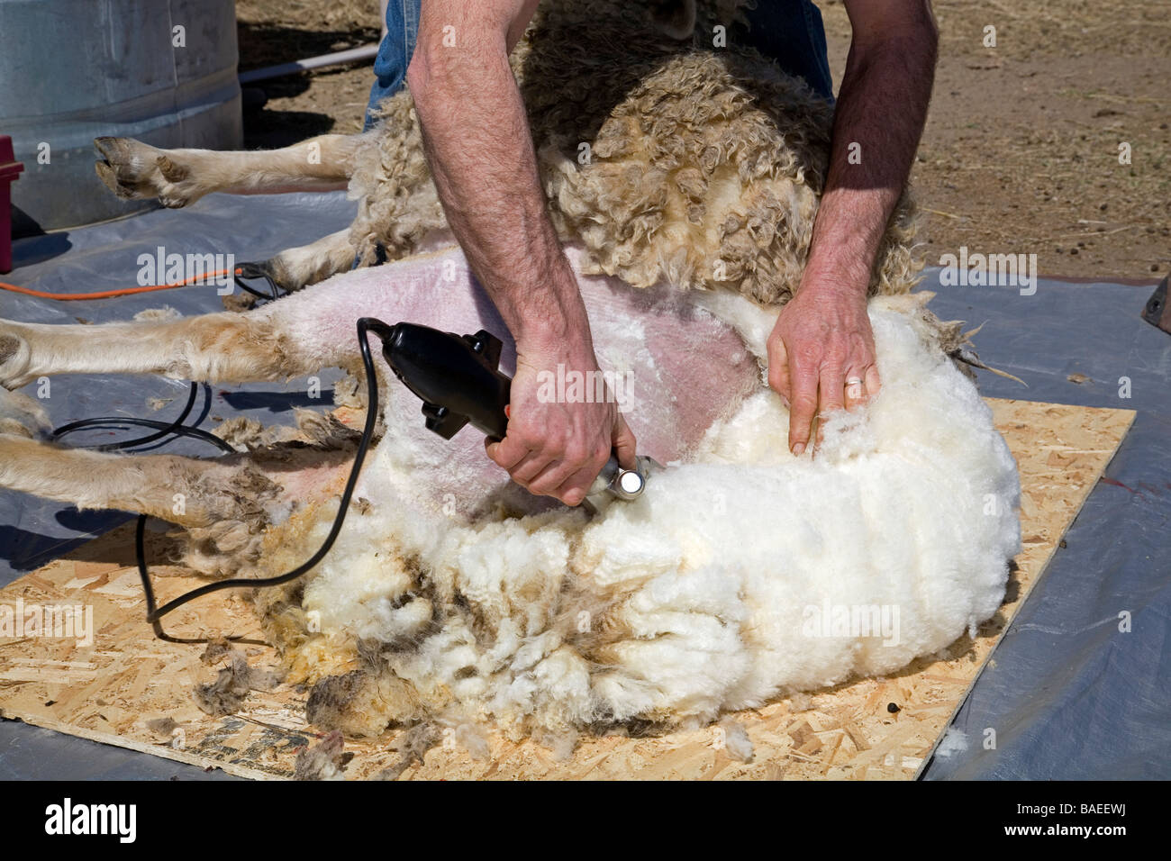 USA OREGON A sheep shearer shears the wool from a large sheep on a farm near Bend Oregon in the spring Stock Photo