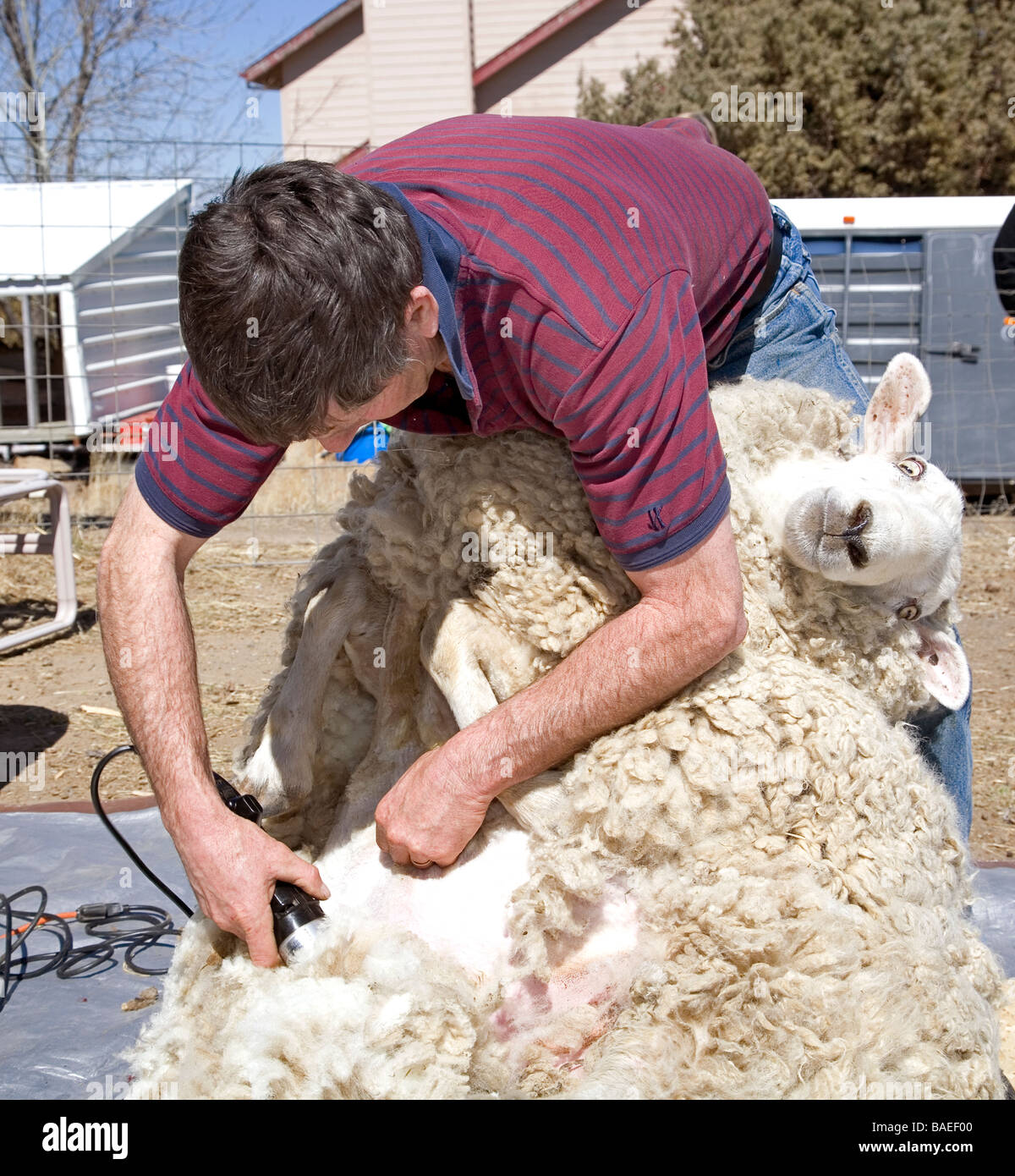 USA OREGON A sheep shearer shears the wool from a large sheep on a