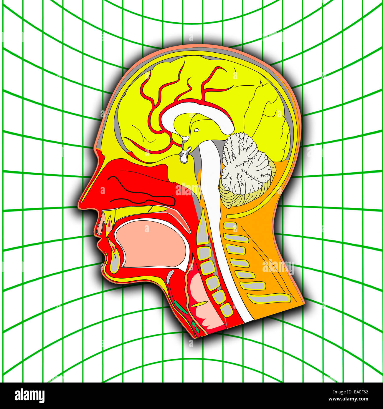 Vector Illustration Of Interior Of A Human Head Stock Photo