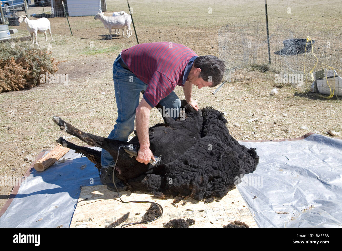 USA OREGON A sheep shearer shears the wool from a large sheep on a farm