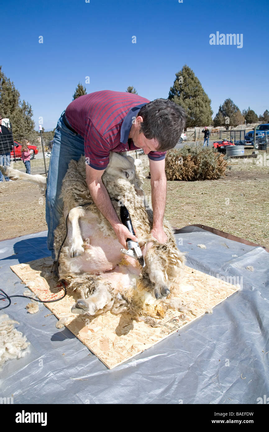 USA OREGON A sheep shearer shears the wool from a large sheep on a farm near Bend Oregon in the spring Stock Photo