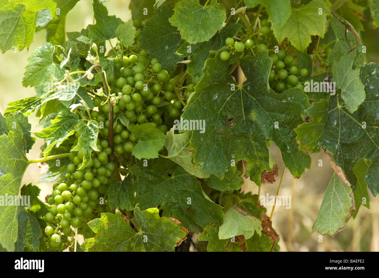 Grapes growing on vine Stock Photo - Alamy