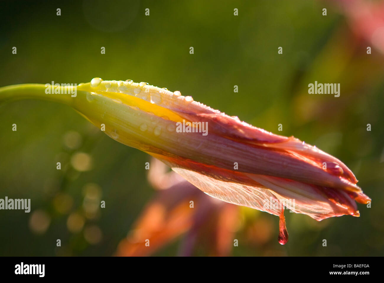 Unopened Flower High Resolution Stock Photography and Images Alamy