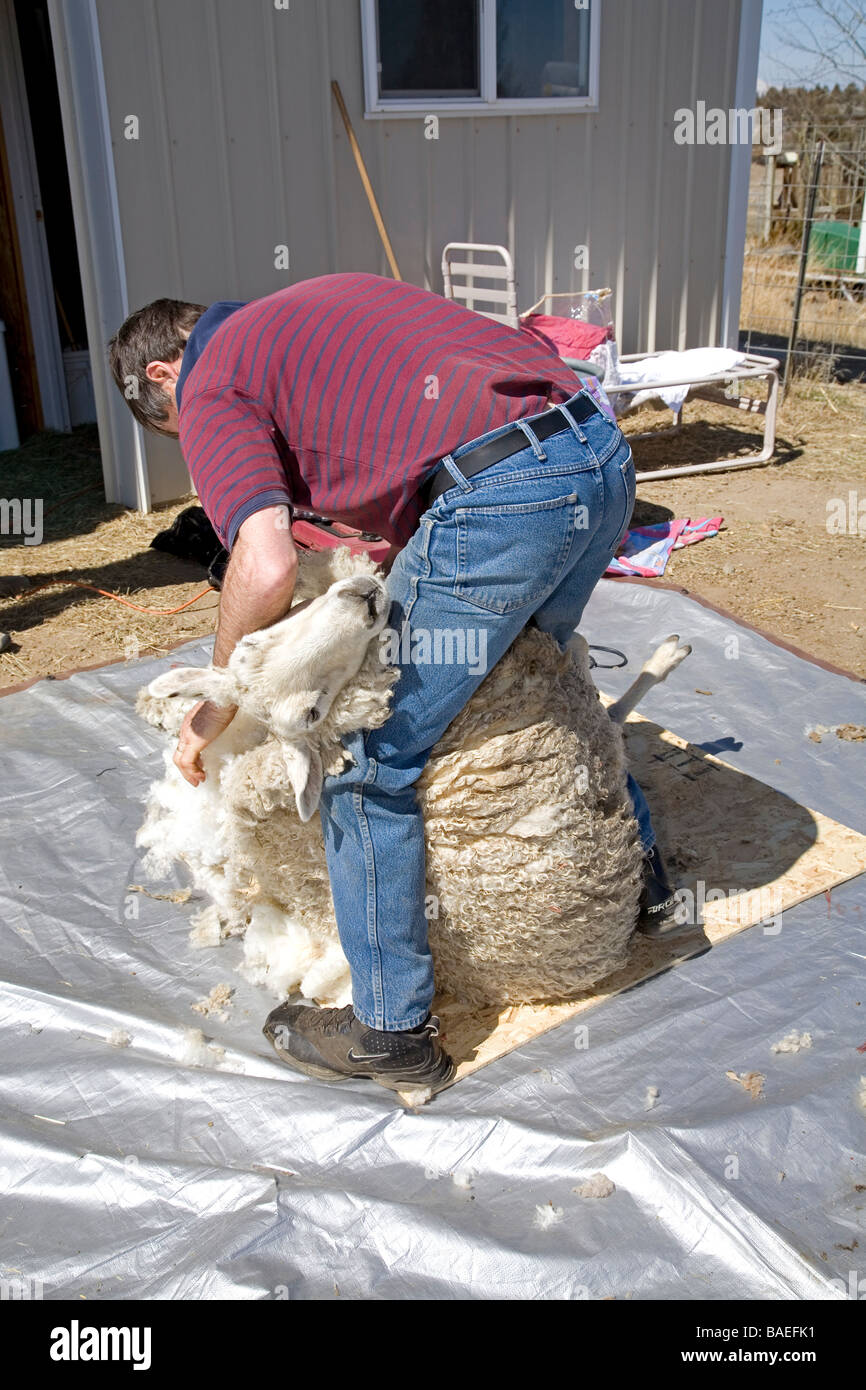 USA OREGON A sheep shearer shears the wool from a large sheep on a farm