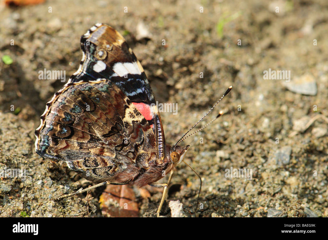 Vanessa atalanta is one of the most common butterfly species in Europe Spain  Stock Photo