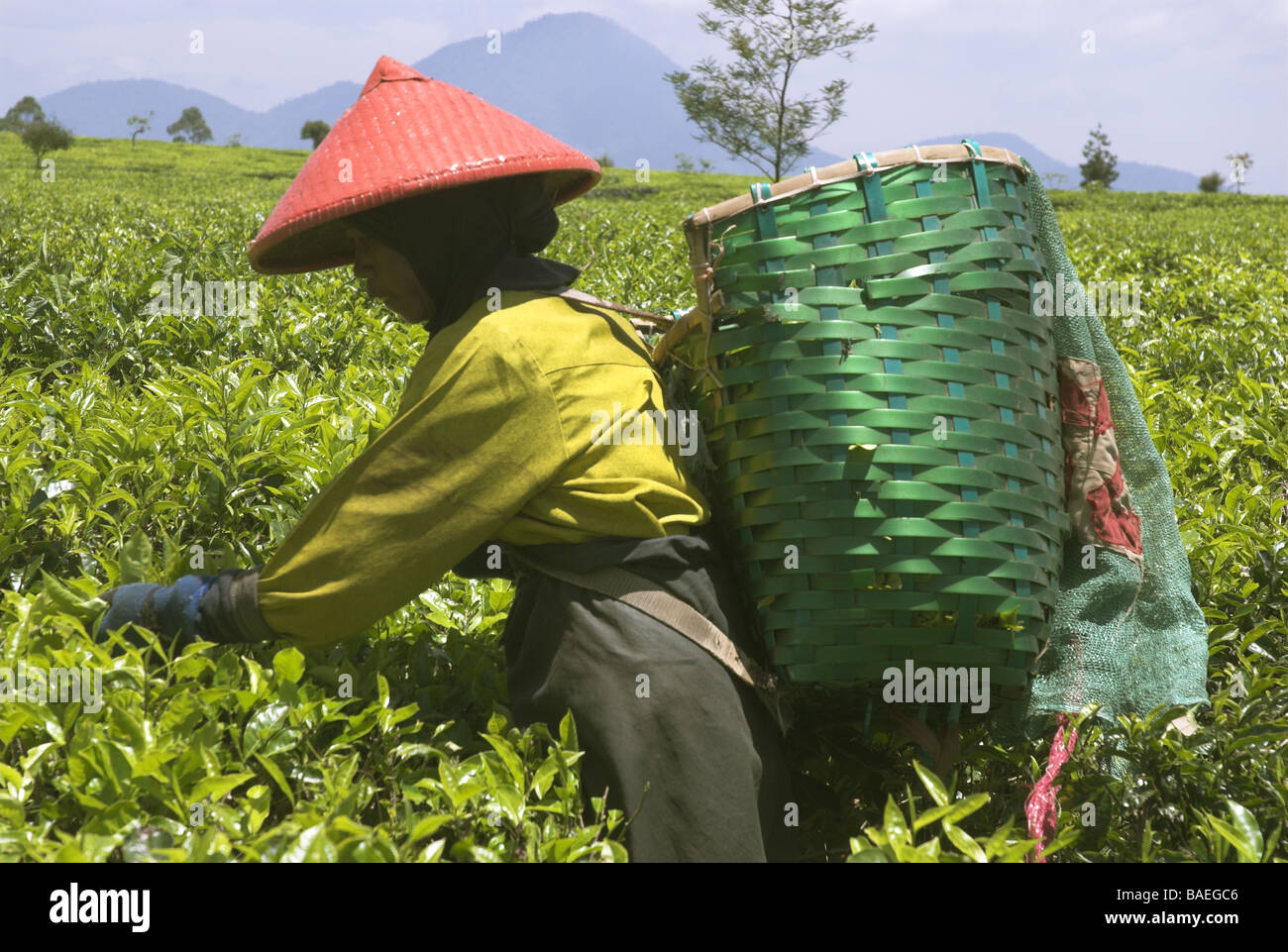 Tea Plantation Worker, Tea Plantation, Pangalengan, Indonesia Stock Photo