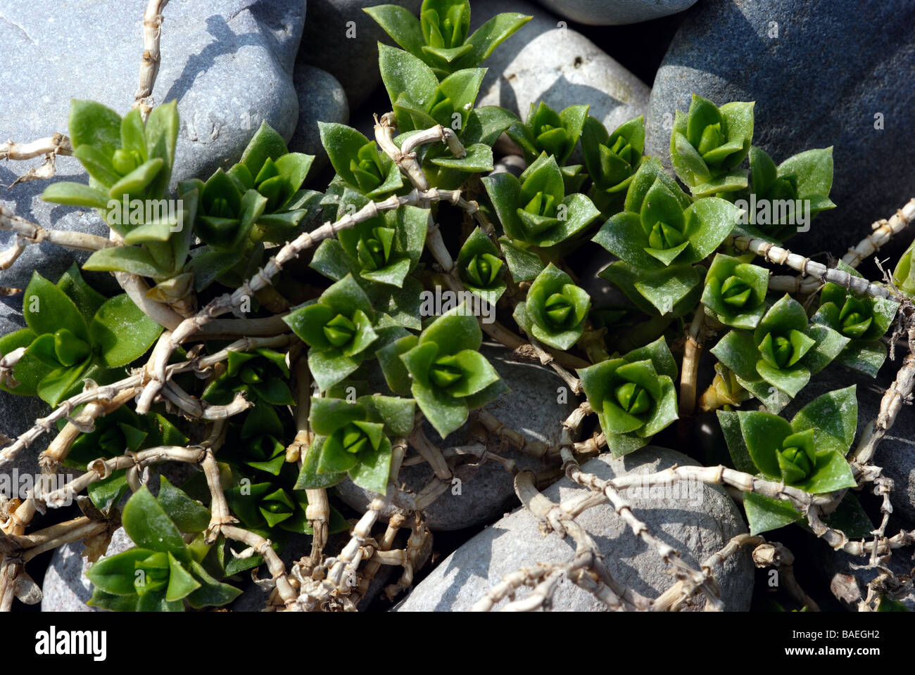 Sea Sandwort Stock Photo