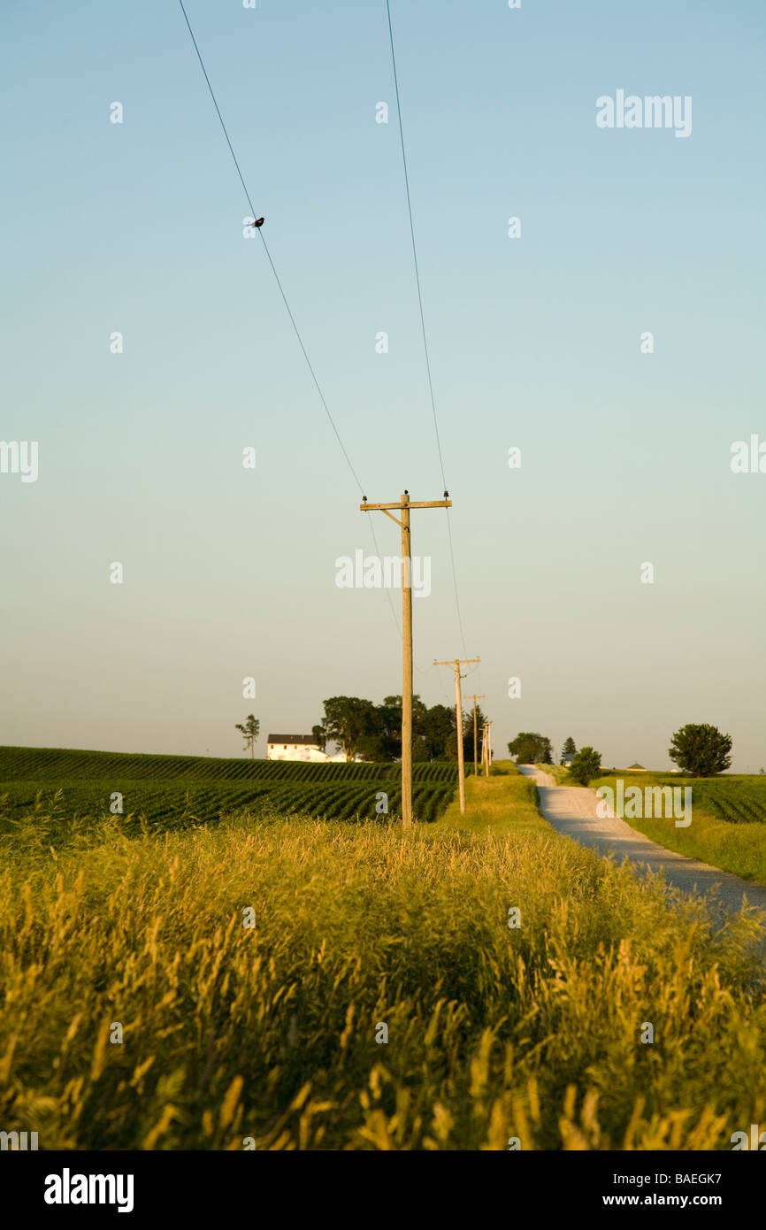 ILLINOIS DeKalb Gravel rural road in farming country agriculture fields and farm buildings stretch to horizon utility wires Stock Photo