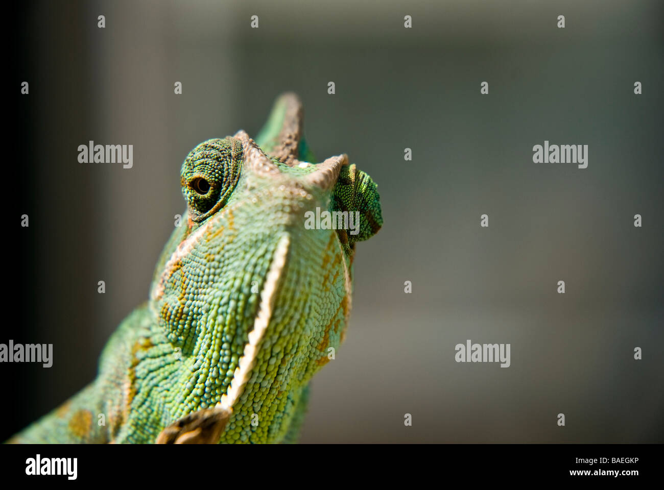 Chameleon Stock Photo