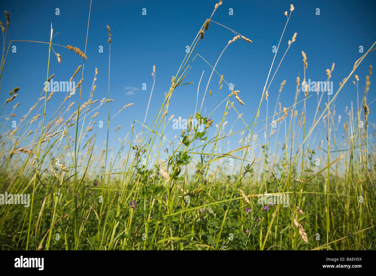 ILLINOIS DeKalb Close view of grasses ready to be cut for hay in agricultural field Stock Photo