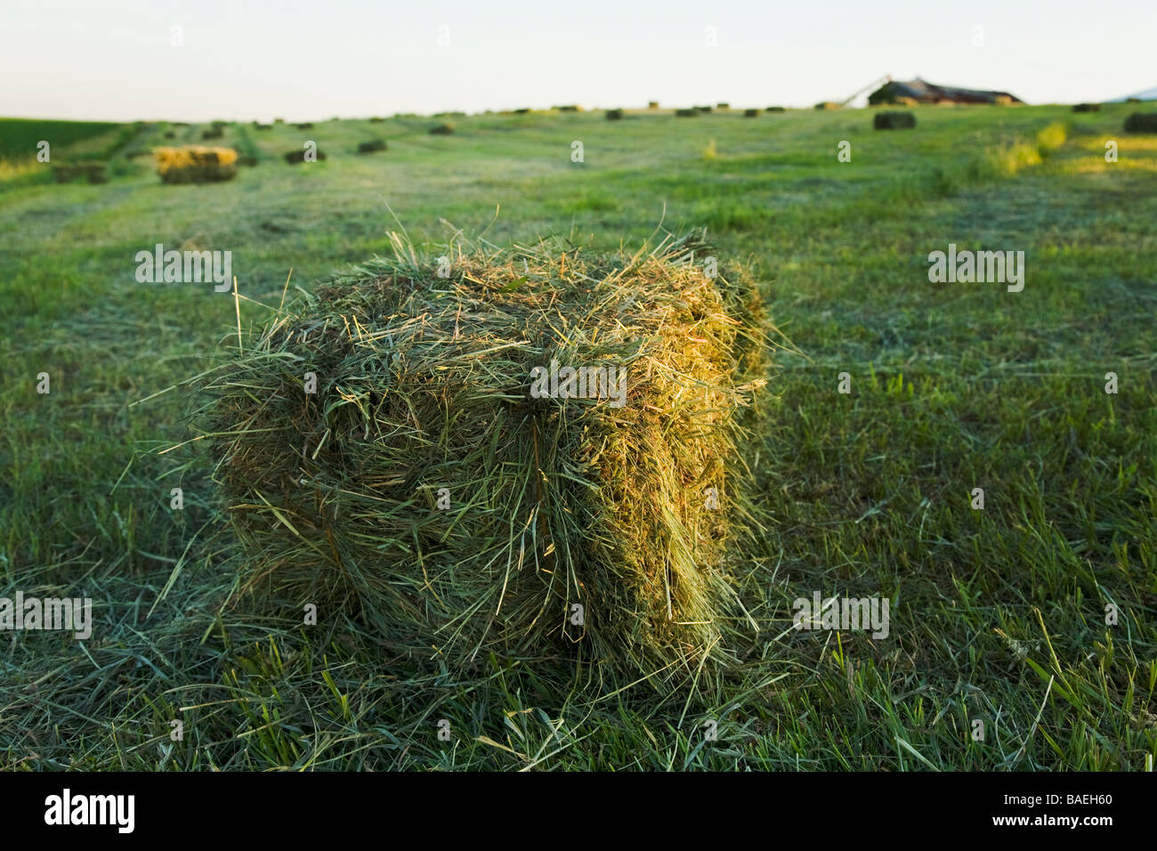 ILLINOIS DeKalb Bales of freshly baled hay sit in agriculture field on farm Stock Photo