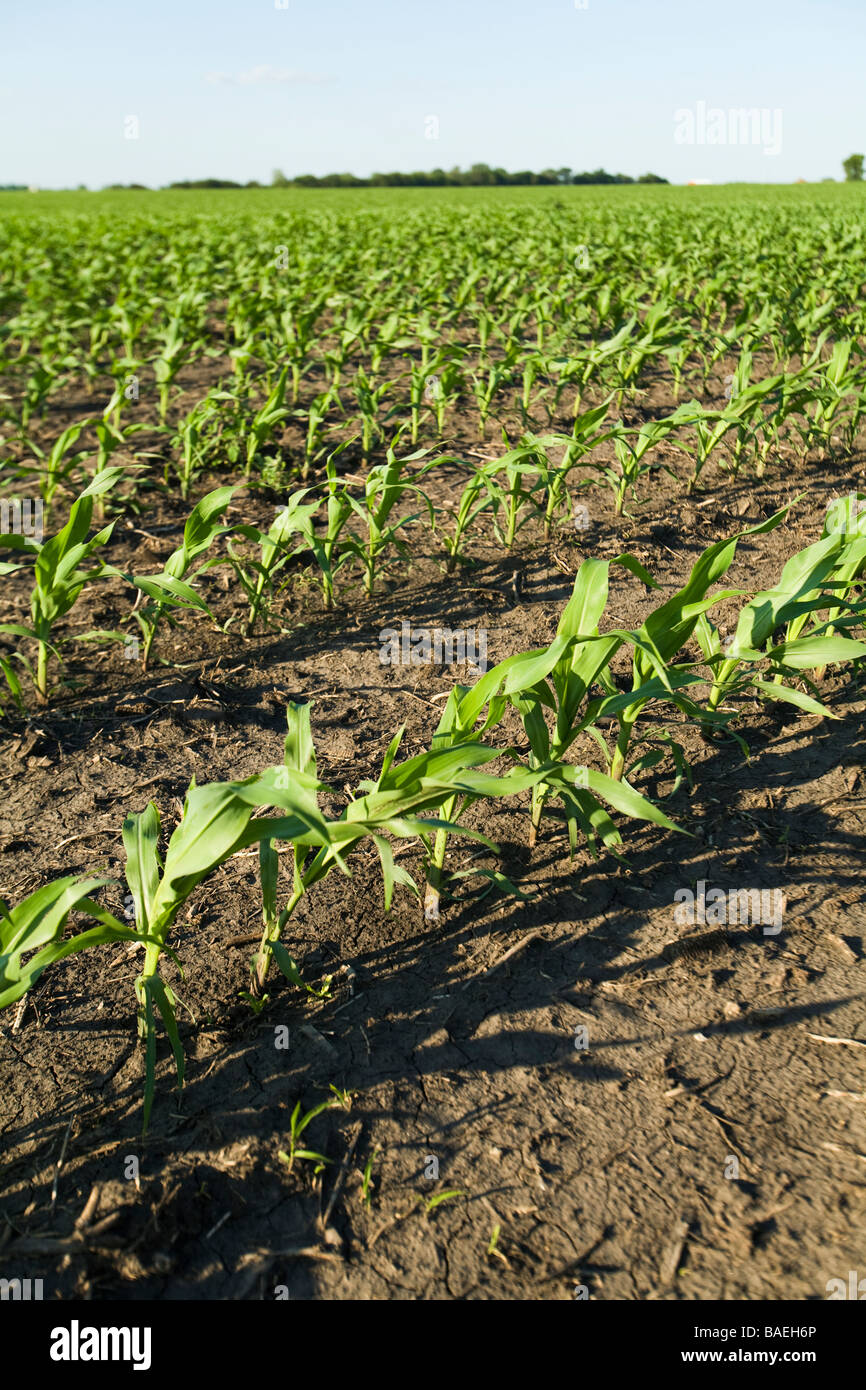 ILLINOIS DeKalb Rows of stalks of corn in agricultural field on farm in spring Stock Photo