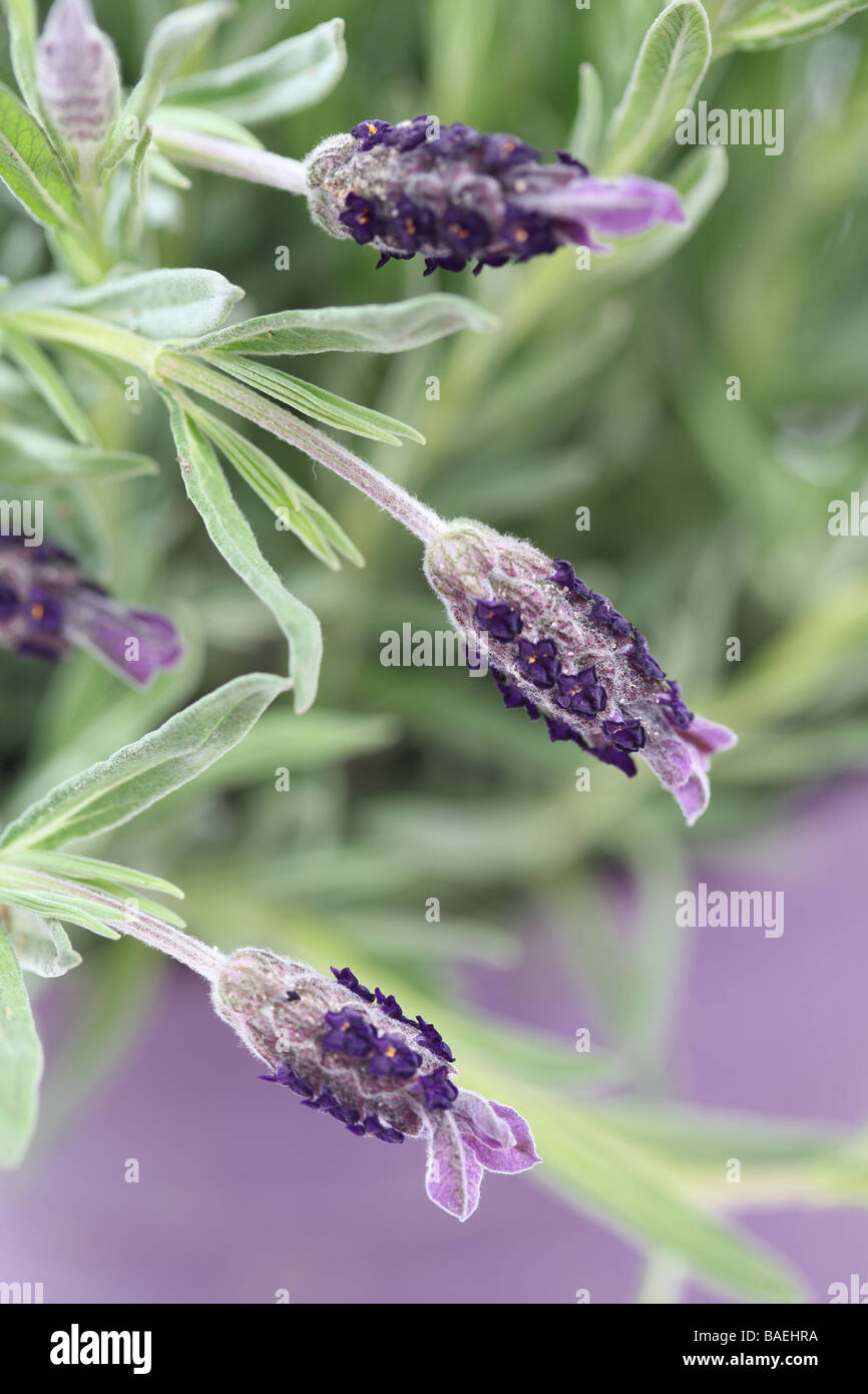 French Lavender Butterfly in a Plant Pot Stock Photo