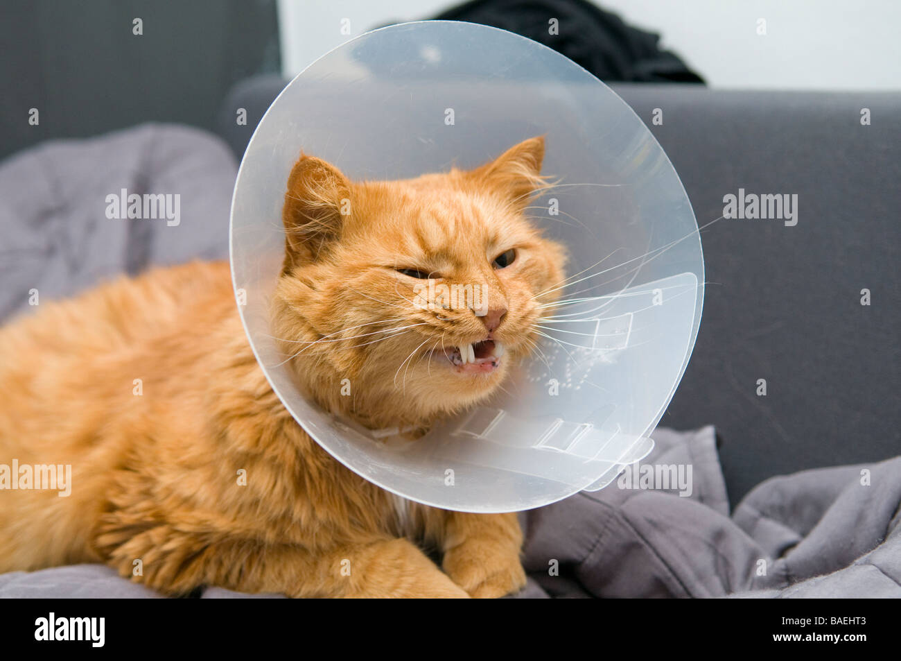 A cat with a collar preventing him from licking on a wound Stock Photo