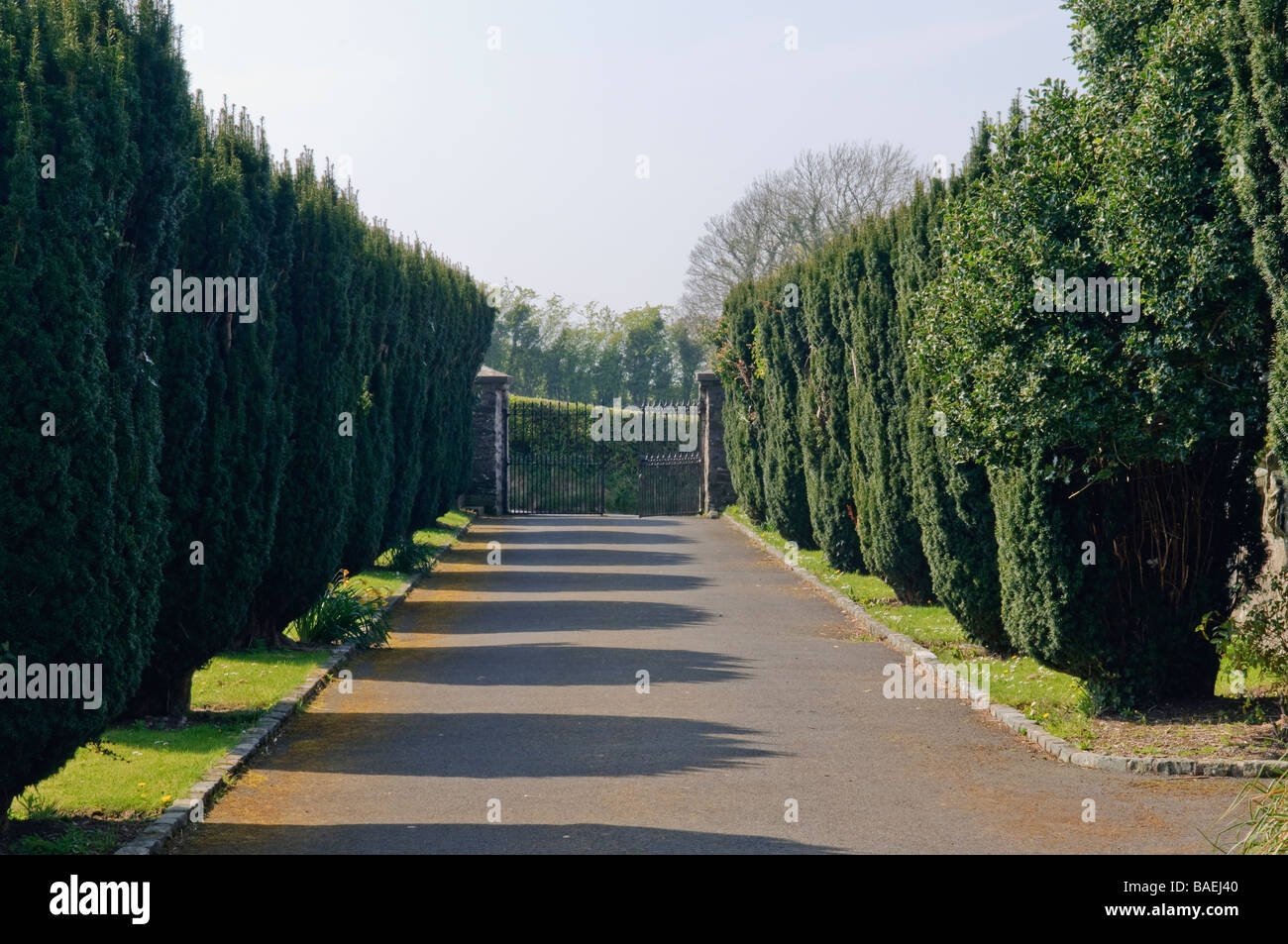 Yew-lined driveway at Saul Church, Portadown, built in 1932 on the site of St Patrick's first church in Ireland. Stock Photo