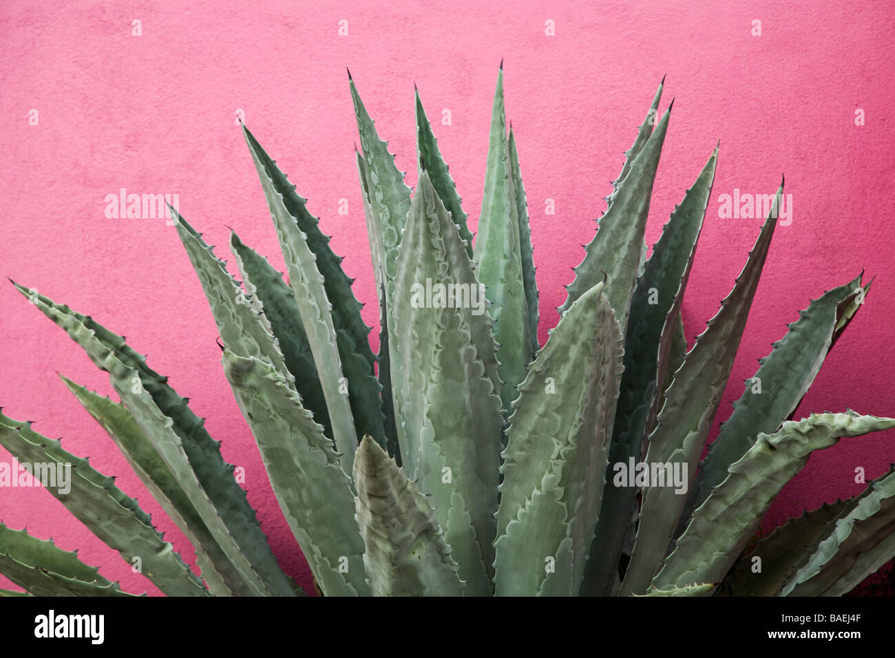 Pink agave hi-res stock photography and images - Alamy