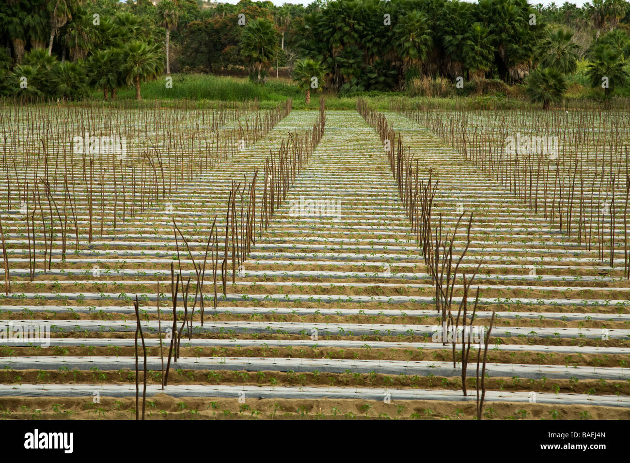 MEXICO Todos Santos Rows of seedling pepper plants in agricultural field wooden stakes for support of cover Stock Photo