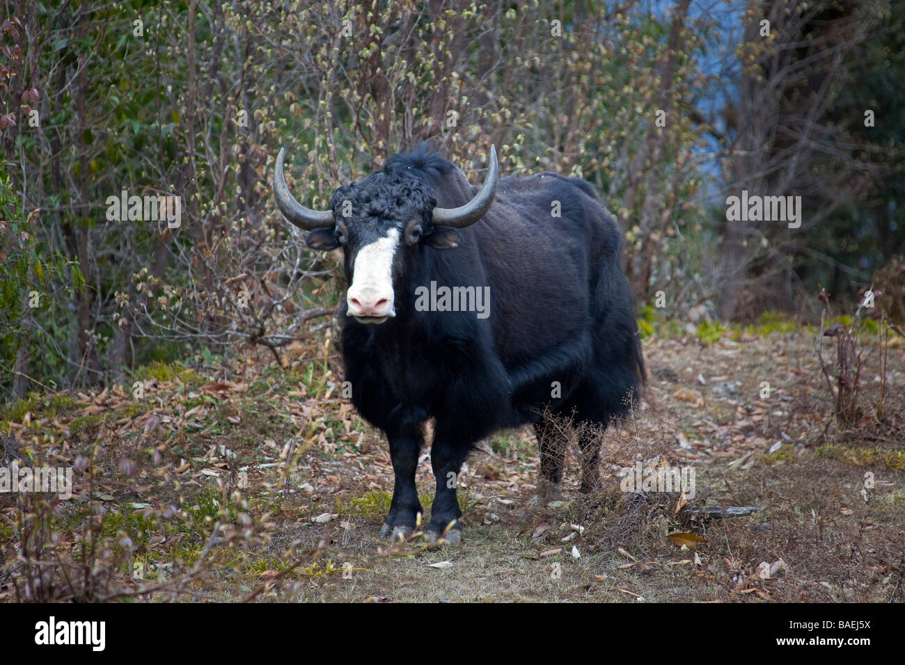 Yak standing facing white nose black fur in Forest Mountain range near Wangdu Bhutan Horizontal 91528 Bhutan-Yak Stock Photo