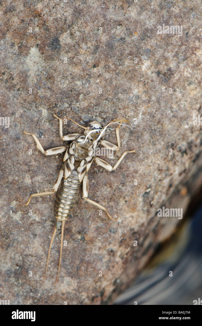 Exuvia or empty skin after moulting froma Stonefly Plecoptera Pyrenees river Spain Stock Photo