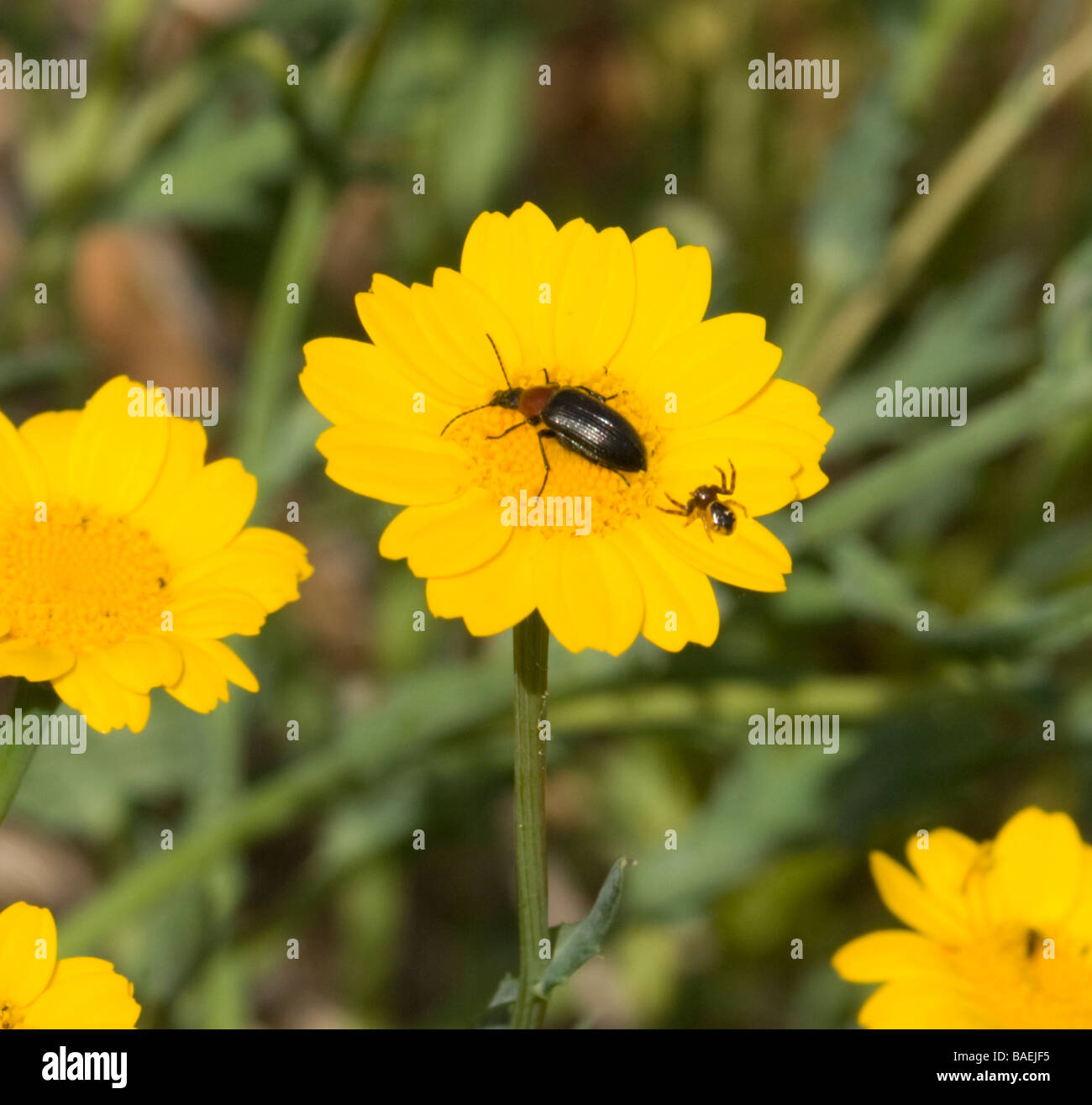 Beetle and Spider on Corn Marigold, Extremadura, Spain Stock Photo
