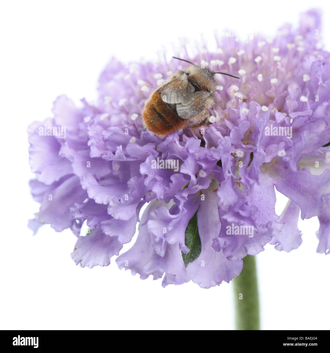 Pin Cushion Flower Scabious Butterfly Blue Stock Photo