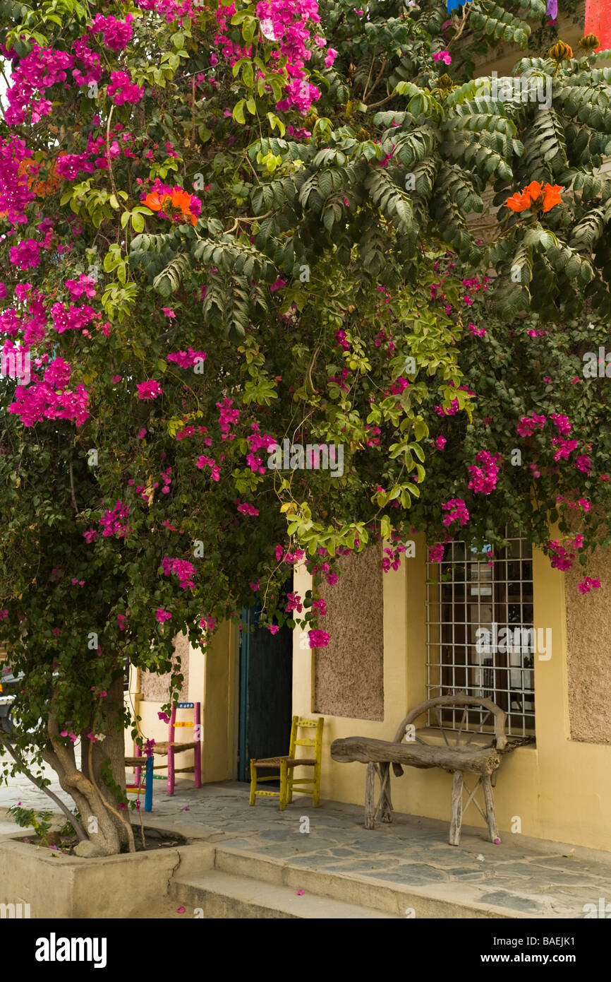 MEXICO Todos Santos Colorful pink blooming vine and wooden bench outside retails store in shopping district small Mexican town Stock Photo