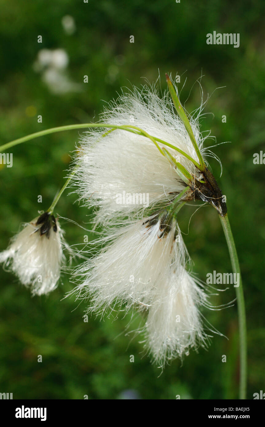 Cottongrass a mountain marsh creek species in the Pyrenees Spain Stock Photo