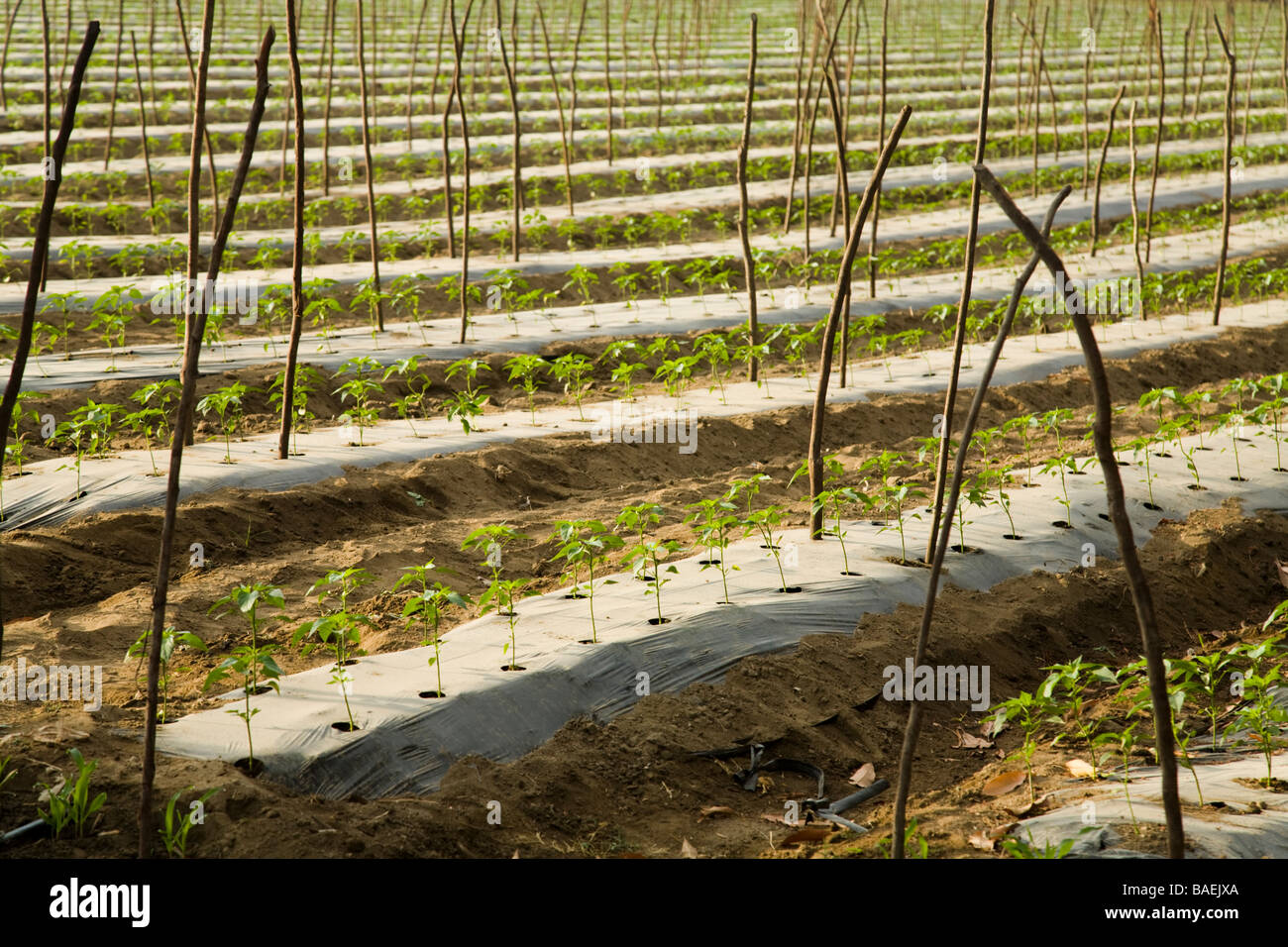 MEXICO Todos Santos Rows of pepper plant seedlings sprouting through plastic in agricultural field Stock Photo